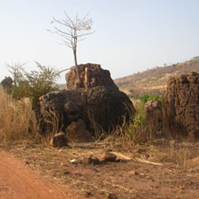 Tree scratching out a living in dry season near Bamako, Mali